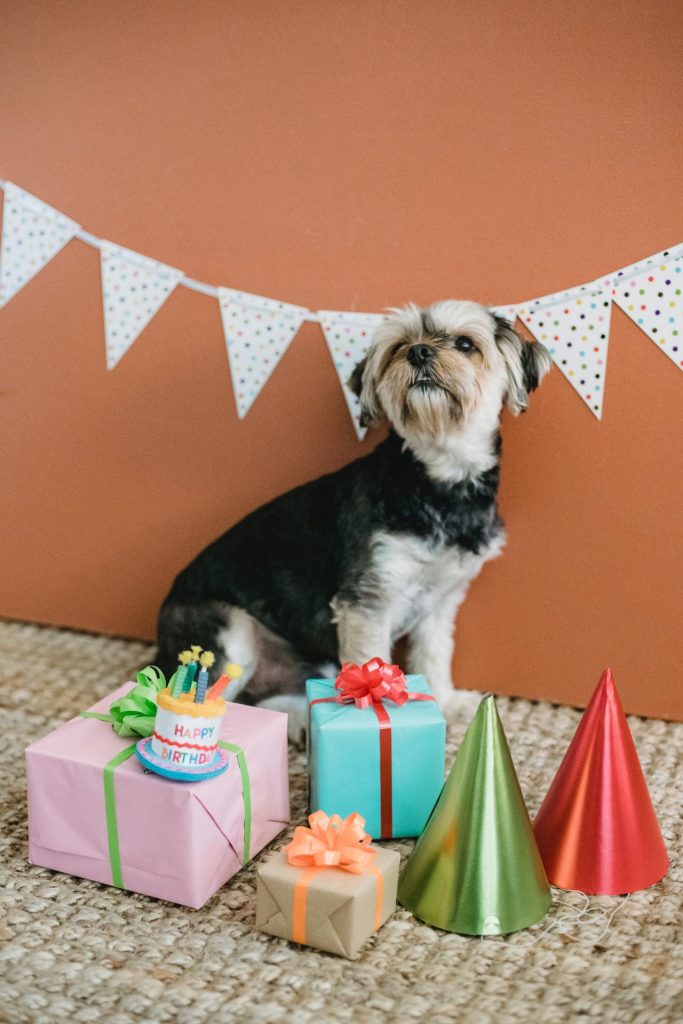 ¿Te gustaría celebrar la fiesta de cumpleaños de tu perro? Con estos 5 tips sabrás que organizarle y como vivir un día inolvidable con él.