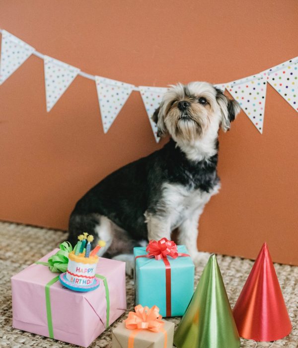¿Te gustaría celebrar la fiesta de cumpleaños de tu perro? Con estos 5 tips sabrás que organizarle y como vivir un día inolvidable con él.